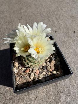Strombocactus disciformis